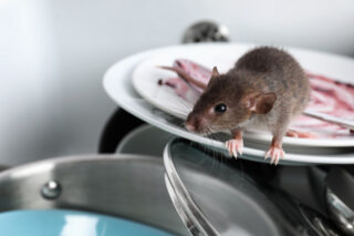 Mice and rat infestations in the home.